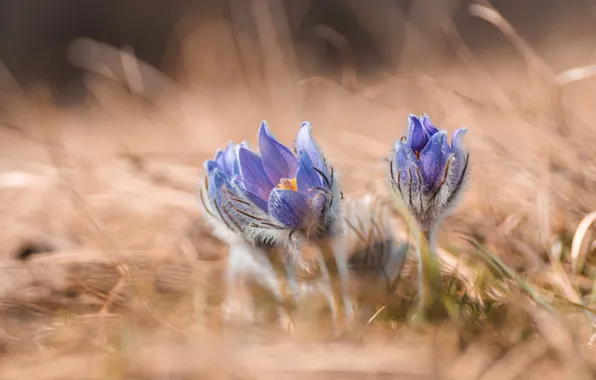 Grass, flowers, nature, glade, blur, spring, lilac, bokeh