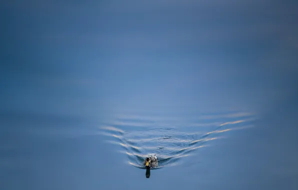 Water, nature, duck