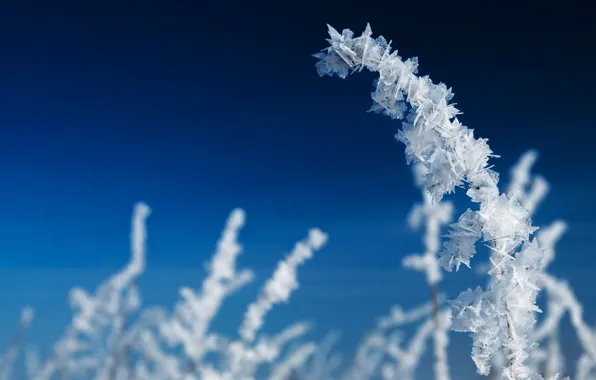 Picture cold, ice, winter, ice, branch, frost