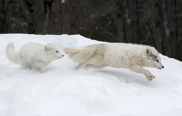 Picture Canada, Parc Omega, Canadian Arctic Foxes