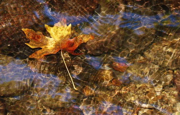 Water, transparency, river, stream, macro, autumn leaf, Nikon D60