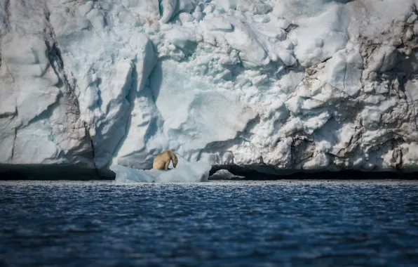 Picture sea, snow, ice, predator, iceberg, floe, polar bear, polar