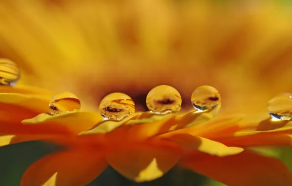Flower, water, drops, macro, petals