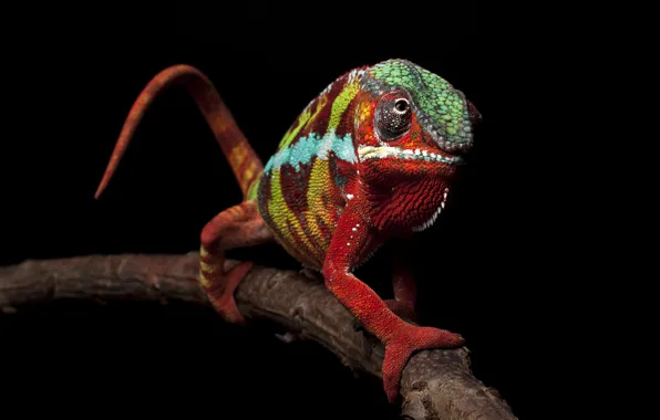 Picture look, branches, red, chameleon