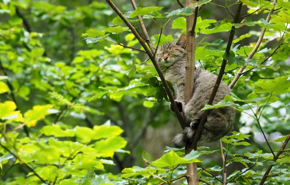 Picture tree, sleep, wild cat, on the tree, sleeping, forest cat
