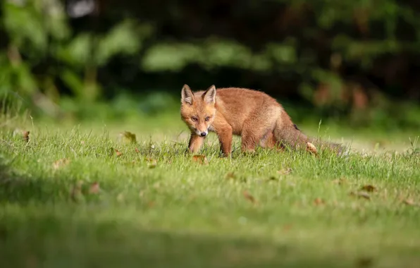 Grass, leaves, the dark background, background, glade, Fox, walk, bokeh