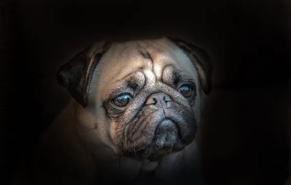 Picture face, portrait, dog, black background, Pug