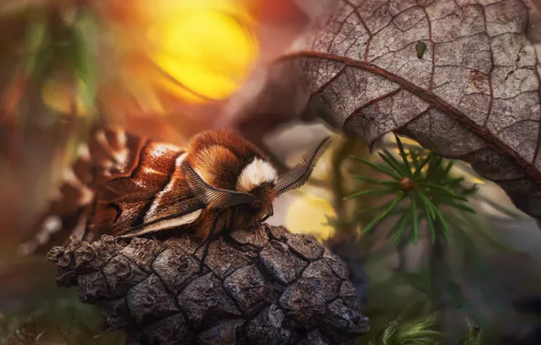 Leaf, bump, moth