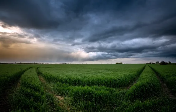 Picture field, the sky, nature