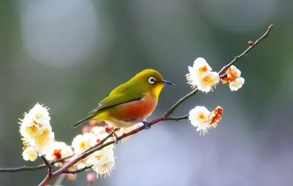 Flowers, bird, branch, spring, bokeh