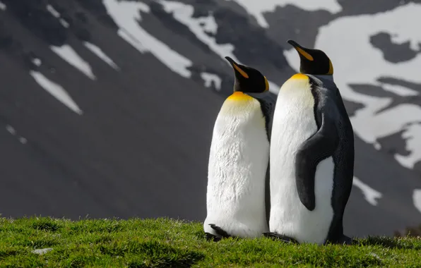 Mountains, birds, nature, pose, two, penguins, pair, a couple