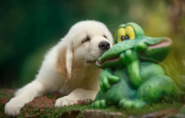 Picture puppy, toad, Retriever