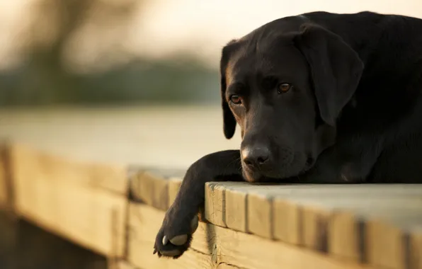 Macro, bridge, dog