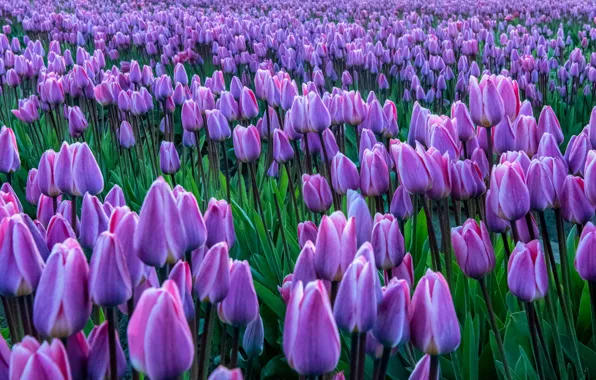 Picture field, spring, tulips, buds, a lot, lilac, plantation