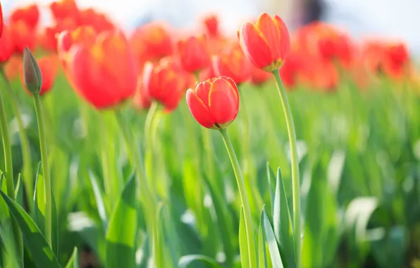 Field, flowers, Tulips, orange, fire