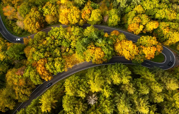 Picture aerial view, trees, road, autumn