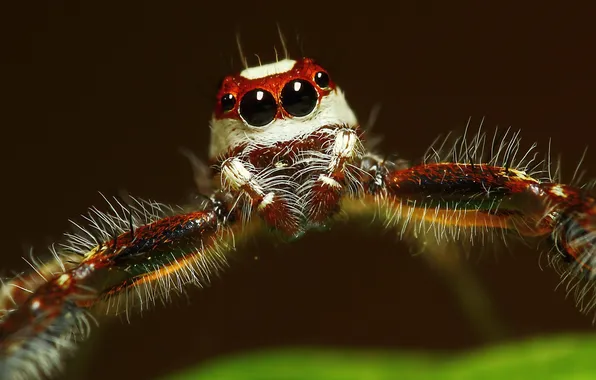 Picture spider, eyes, hair
