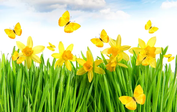 Grass, yellow, flowers, spring, meadow, butterflies, daffodils