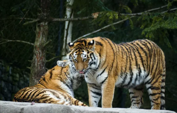Cat, tiger, pair, Amur