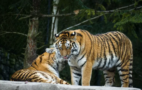 Picture cats, tiger, pair, Amur