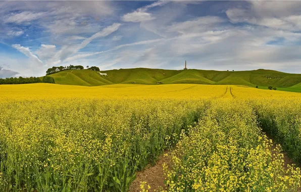 Picture field, the sky, clouds, trees, flowers, nature, hills, England