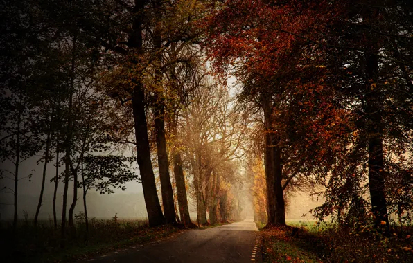 Road, autumn, nature