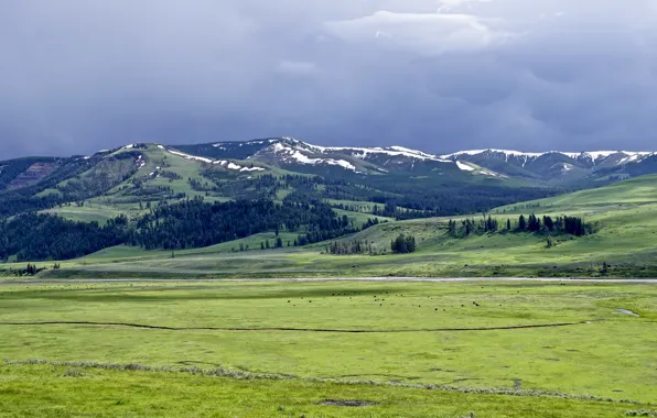 Picture greens, field, forest, the sky, grass, clouds, snow, mountains
