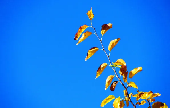 Autumn, Iran, Kerman, Mahan