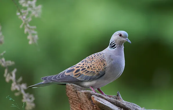 Picture nature, bird, dove, snag, Kalin Botev