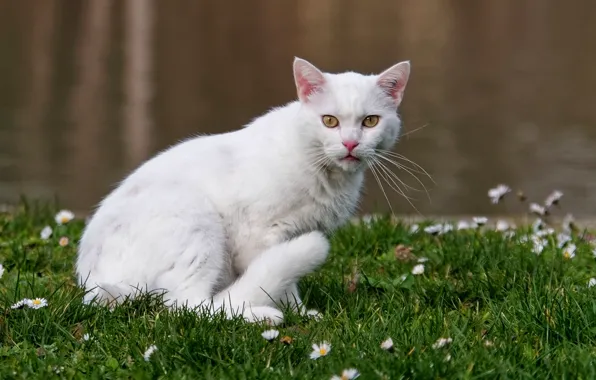Cat, white, grass, cat, look, flowers, pose, glade