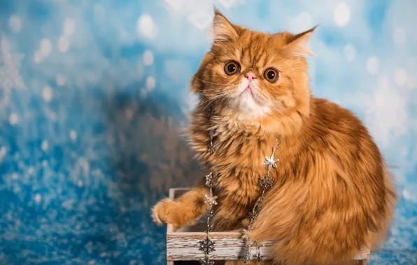 Cat, cat, look, snowflakes, pose, portrait, red, Christmas