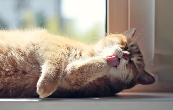 Picture cat, cat, the sun, window, red