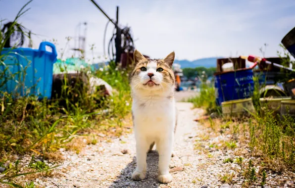 Summer, cat, Kota