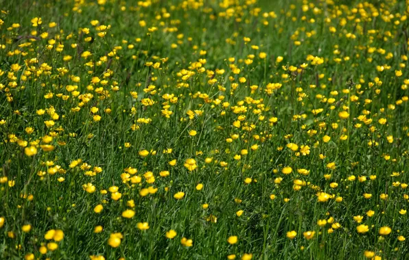 Field, summer, flowers, buttercups