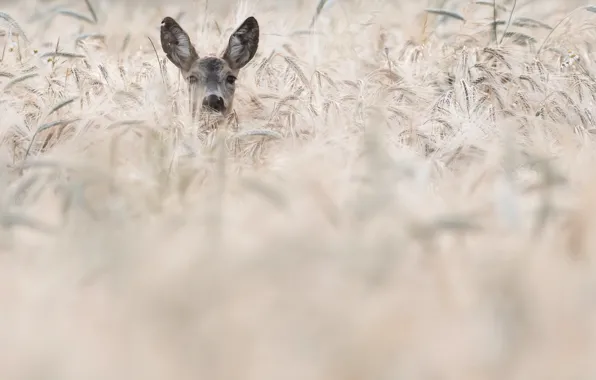 Picture field, deer, ears