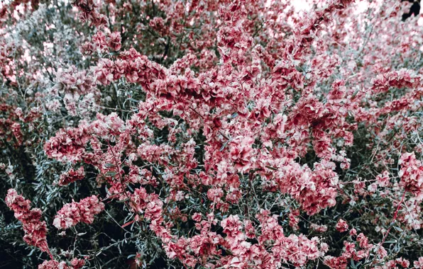 Flowers, nature, Bush, pink, flowering