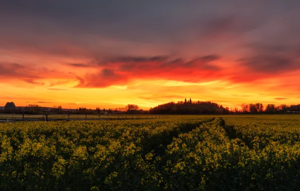 Sunset, rape, rapeseed field