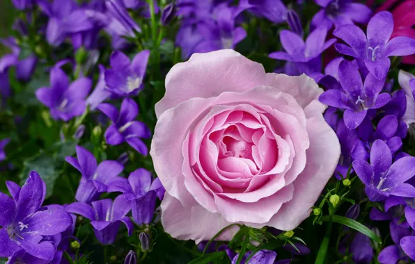Purple, summer, flowers, roses, garden, pink, bells, buds