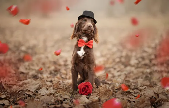 Look, nature, pose, dog, face