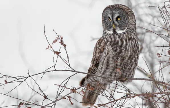 Wallpaper winter, branches, owl, bird, light background, a barred owl