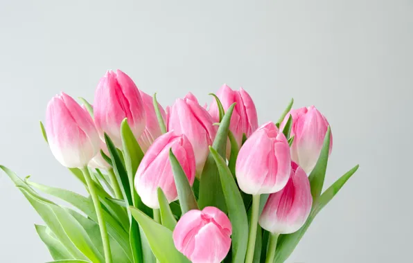 Picture flowers, bouquet, tulips, pink