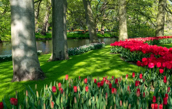 Picture greens, grass, light, trees, flowers, Park, lawn, shore