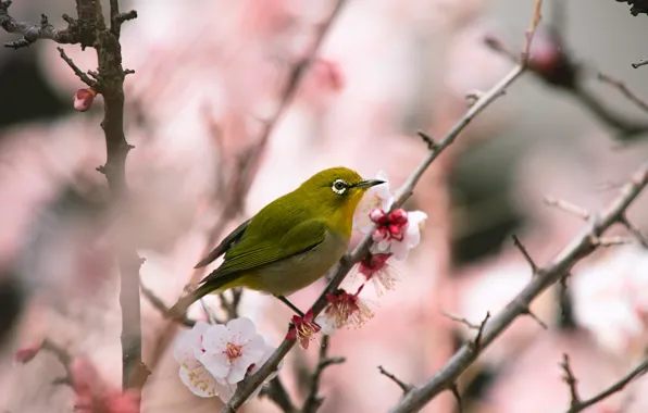 Flowers, branches, bird, beauty, blur, spring, Sakura, bird
