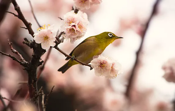 Flowers, branches, yellow, background, bird, beauty, blur, spring