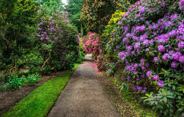 Greens, trees, flowers, Park, track, UK, alley, the bushes