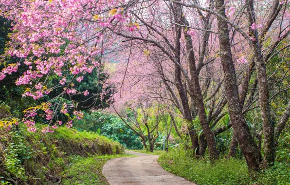 Trees, branches, Park, spring, Sakura, flowering, pink, blossom