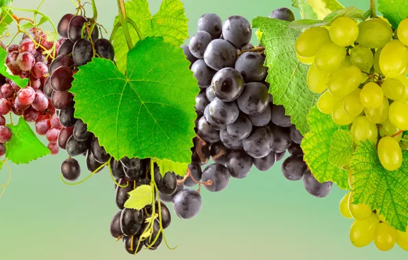 Leaves, berries, background, grapes, varieties