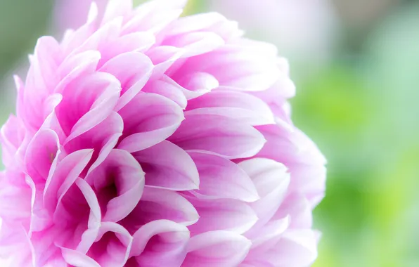 Flowers, paint, petals, garden, buds