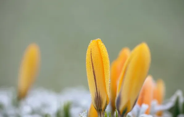 Drops, macro, flowers