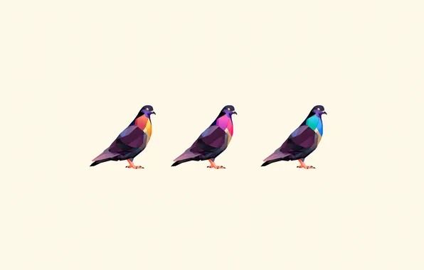Picture birds, pigeons, three, color, color, white background